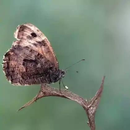 Foto von Kleines Ochsenauge (Hyponephele lycaon)