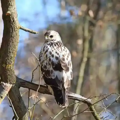 Foto von Mäusebussard (Buteo buteo)