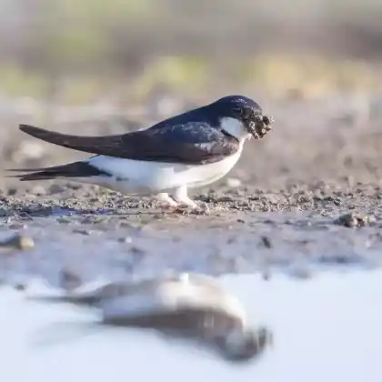 Foto von Mehlschwalbe (Delichon urbicum)