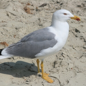 Mittelmeermöwe