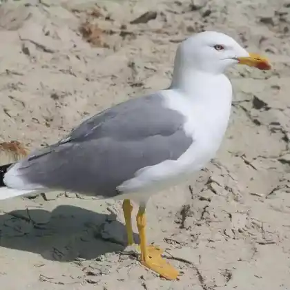 Foto von Mittelmeermöwe (Larus michahellis)