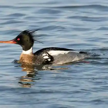 Foto von Mittelsäger (Mergus serrator)