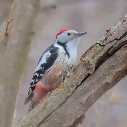 Foto von Mittelspecht (Dendrocopos medius)