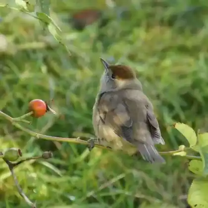 Foto von Mönchsgrasmücke (Sylvia atricapilla)
