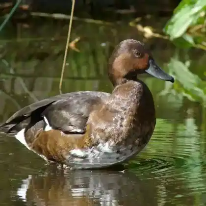 Foto von Moorente (Aythya nyroca)