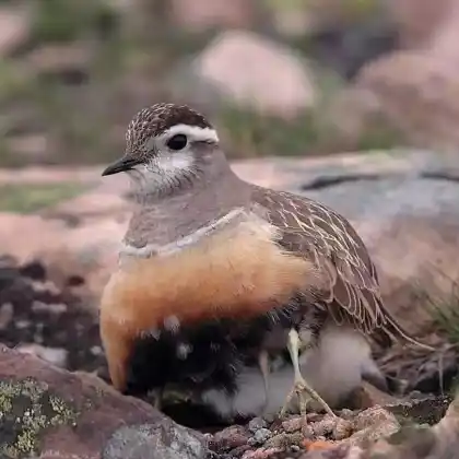 Foto von Mornellregenpfeifer (Charadrius morinellus)