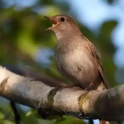 Foto von Nachtigall (Luscinia megarhynchos)