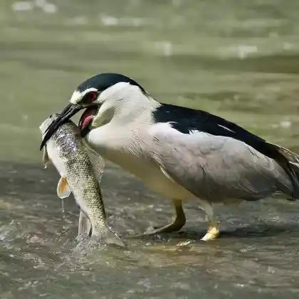 Foto von Nachtreiher (Nycticorax nycticorax)