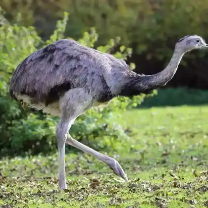 Foto von Nandu (Rhea americana)