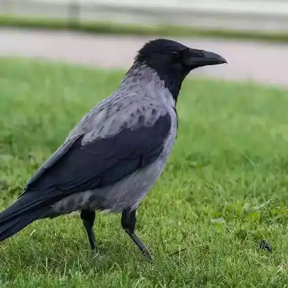 Foto von Nebelkrähe (Corvus cornix)