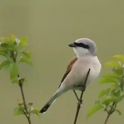 Foto von Neuntöter (Lanius collurio)