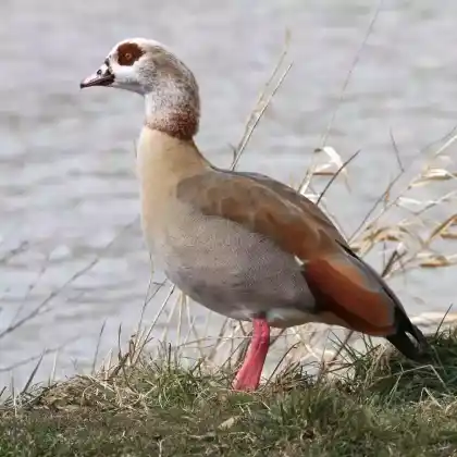 Foto von Nilgans (Alopochen aegyptiaca)