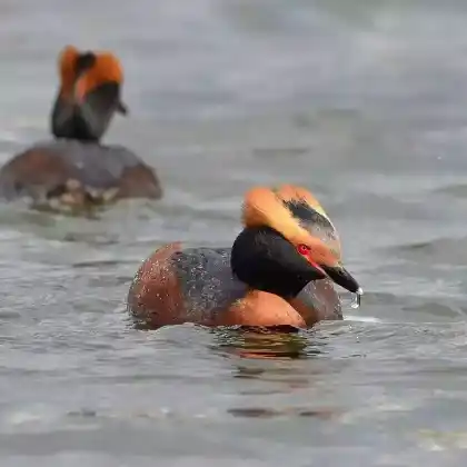 Foto von Ohrentaucher (Podiceps auritus)
