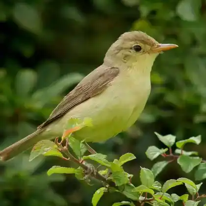 Foto von Orpheusspötter (Hippolais polyglotta)
