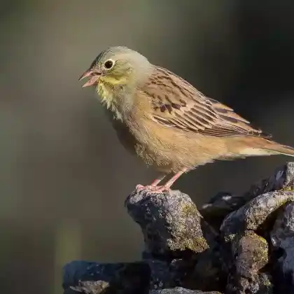 Foto von Ortolan (Emberiza hortulana)