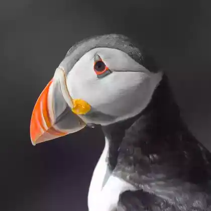 Foto von Papageitaucher (Fratercula arctica)