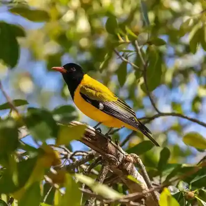 Foto von Pirol (Oriolus oriolus)