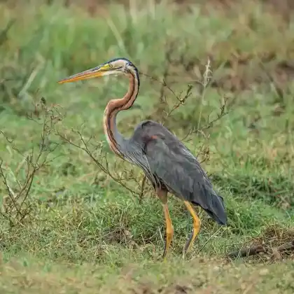 Foto von Purpurreiher (Ardea purpurea)