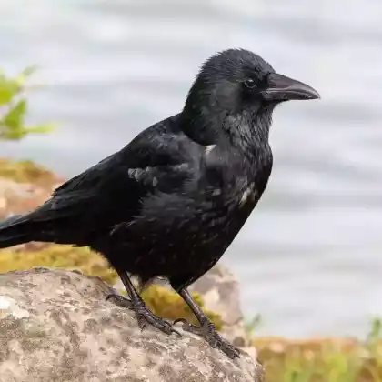 Foto von Rabenkrähe (Corvus corone)