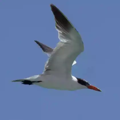 Foto von Raubseeschwalbe (Hydroprogne caspia)
