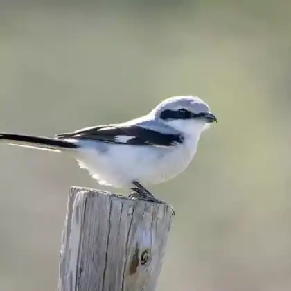 Foto von Raubwürger (Lanius excubitor)