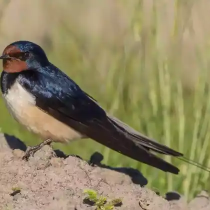Foto von Rauchschwalbe (Hirundo rustica)