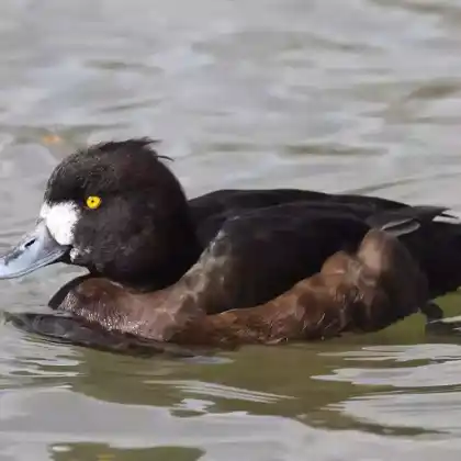 Foto von Reiherente (Aythya fuligula)