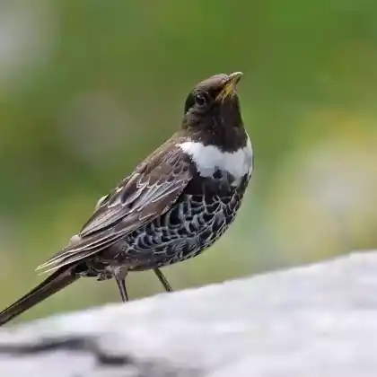 Foto von Ringdrossel (Turdus torquatus)