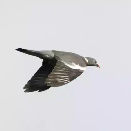 Foto von Ringeltaube (Columba palumbus)