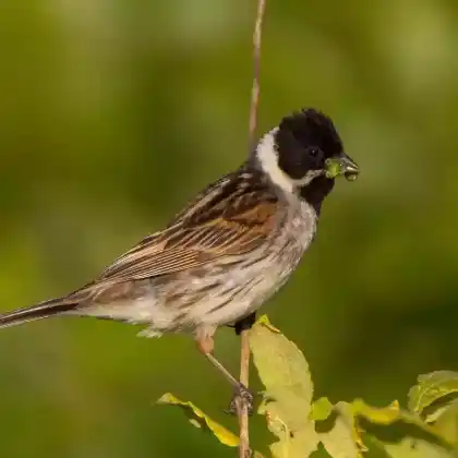 Foto von Rohrammer (Emberiza schoeniclus)
