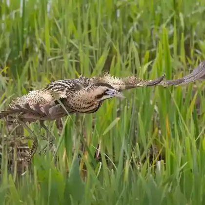 Foto von Rohrdommel (Botaurus stellaris)