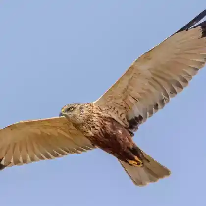 Foto von Rohrweihe (Circus aeruginosus)