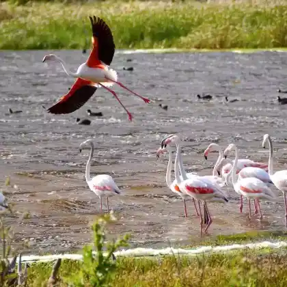 Foto von Rosaflamingo (Phoenicopterus roseus)