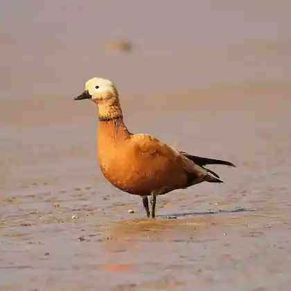 Foto von Rostgans (Tadorna ferruginea)