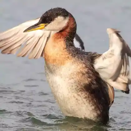 Foto von Rothalstaucher (Podiceps grisegena)