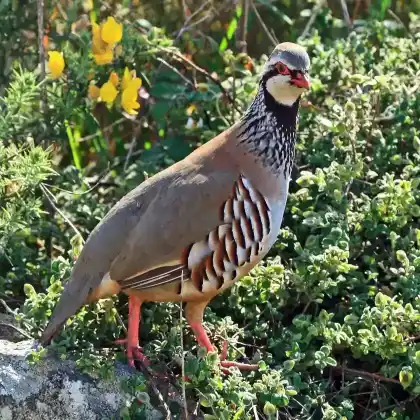 Foto von Rothuhn (Alectoris rufa)