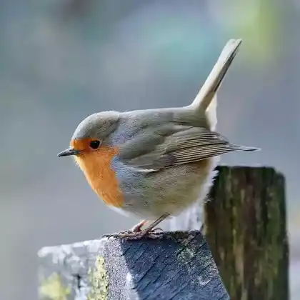 Foto von Rotkehlchen (Erithacus rubecula)
