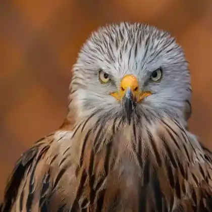 Foto von Rotmilan (Milvus milvus)