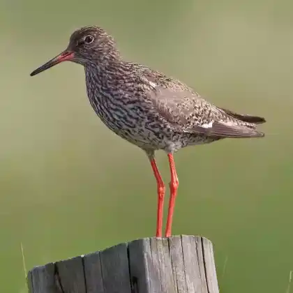 Foto von Rotschenkel (Tringa totanus)