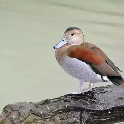 Foto von Rotschulterente (Callonetta leucophrys)