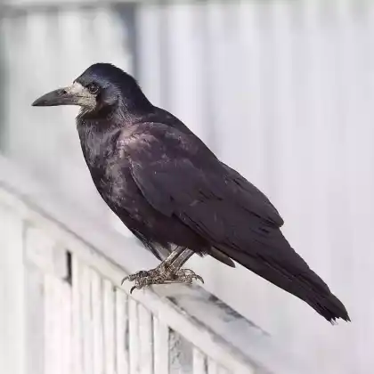 Foto von Saatkrähe (Corvus frugilegus)