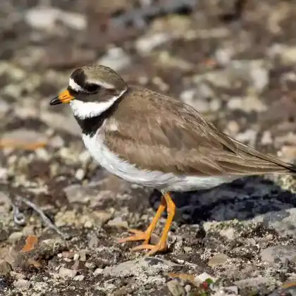 Foto von Sandregenpfeifer (Charadrius hiaticula)