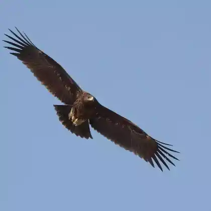 Foto von Schelladler (Aquila clanga)