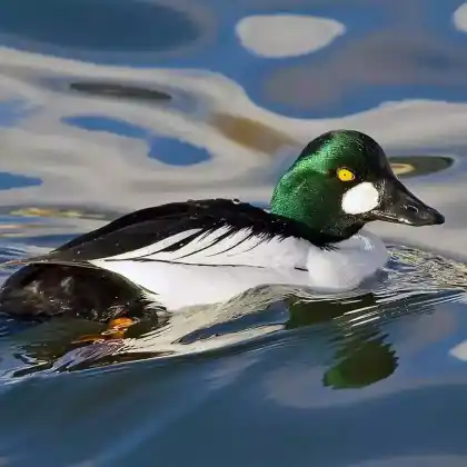 Foto von Schellente (Bucephala clangula)