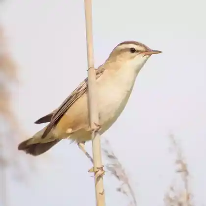 Foto von Schilfrohrsänger (Acrocephalus schoenobaenus)