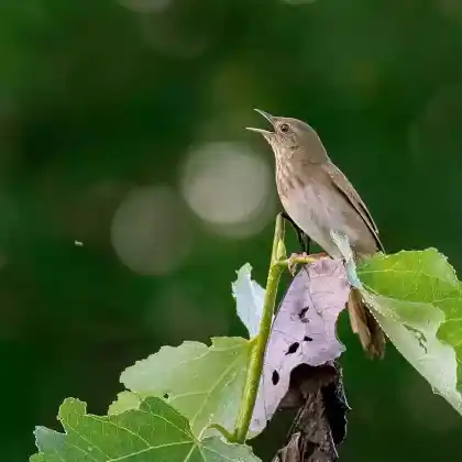 Foto von Schlagschwirl (Locustella fluviatilis)