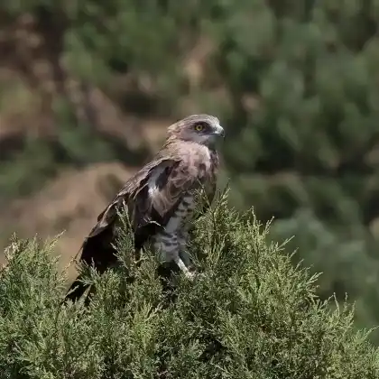 Foto von Schlangenadler (Circaetus gallicus)
