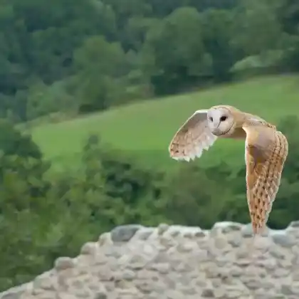 Foto von Schleiereule (Tyto alba)