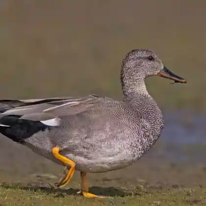 Foto von Schnatterente (Anas strepera)