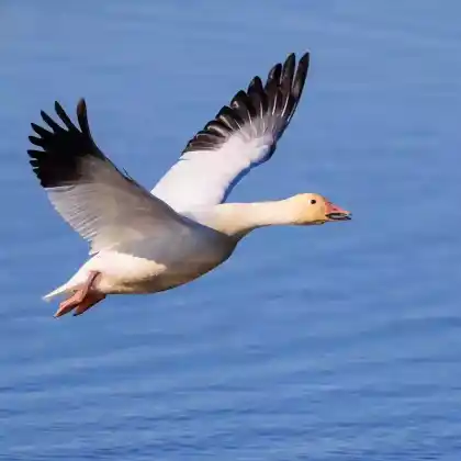 Foto von Schneegans (Anser caerulescens)